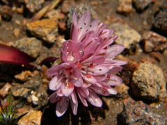 Allium cratericola