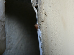 Neoscona penicillipes