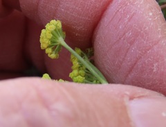 Lomatium simplex