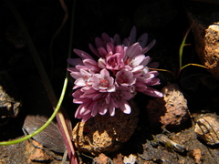 Allium cratericola