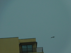 Leucophaeus atricilla