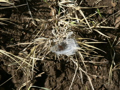 Cheiracanthium furculatum