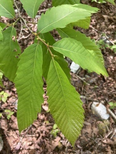 Image of Castanea ozarkensis by (c) Hill Craddock, some rights reserved (CC BY)
