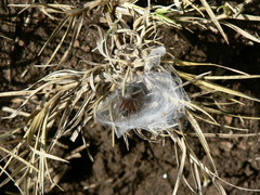 Cheiracanthium furculatum