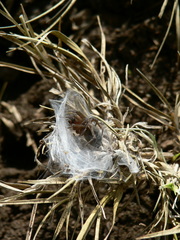 Cheiracanthium furculatum
