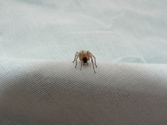 Cheiracanthium furculatum