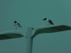 Leucophaeus atricilla