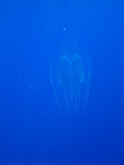 Leucothea multicornis