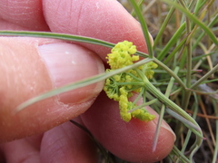 Lomatium simplex
