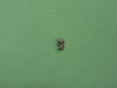 Aelurillus cristatopalpus