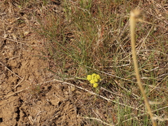Lomatium simplex