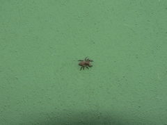 Aelurillus cristatopalpus