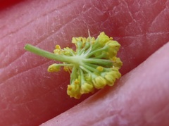 Lomatium simplex