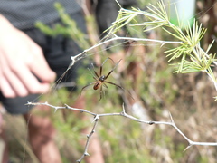 Argiope australis