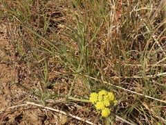 Lomatium simplex