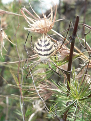 Argiope australis