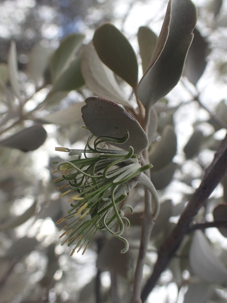 Green Mistletoe