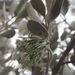 Green Mistletoe - Photo (c) ronavery, some rights reserved (CC BY), uploaded by ronavery