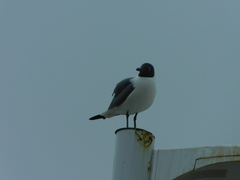 Leucophaeus atricilla