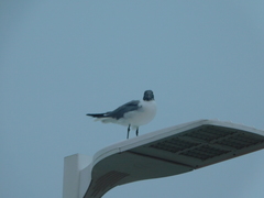 Leucophaeus atricilla