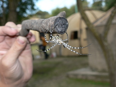 Argiope lobata