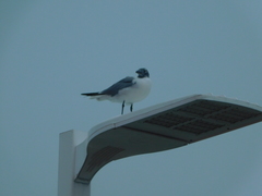 Leucophaeus atricilla