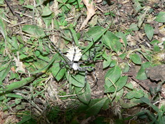 Argiope lobata