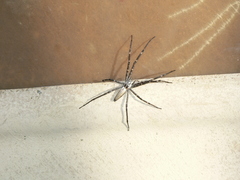 Euprosthenops australis