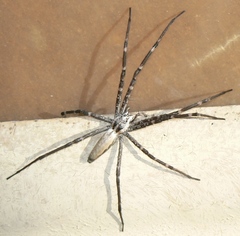 Euprosthenops australis