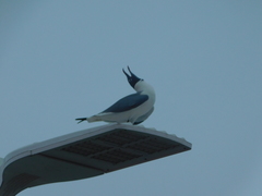 Leucophaeus atricilla