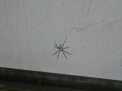 Euprosthenops australis