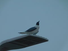 Leucophaeus atricilla