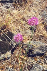 Allium columbianum
