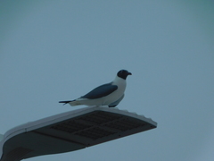 Leucophaeus atricilla