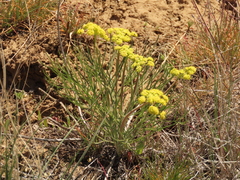 Lomatium simplex
