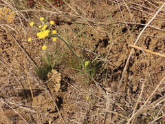 Lomatium simplex