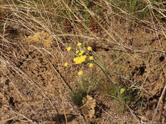 Lomatium simplex