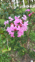 Lagerstroemia indica