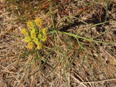 Lomatium simplex