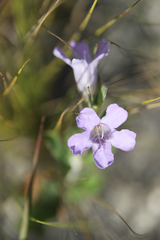 Dyschoriste oblongifolia