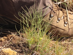 Lomatium simplex