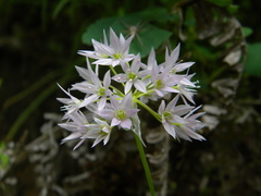 Allium bisceptrum
