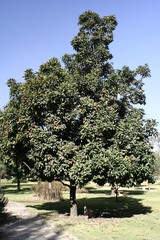 Quercus germana