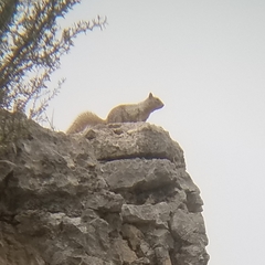 Otospermophilus variegatus