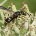 Lobed Mason Wasp - Photo (c) Heather Holm, some rights reserved (CC BY-NC), uploaded by Heather Holm