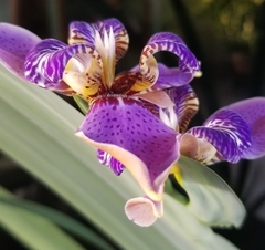 Trimezia coerulea