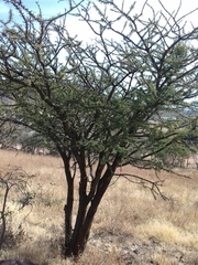 Vachellia schaffneri bravoensis