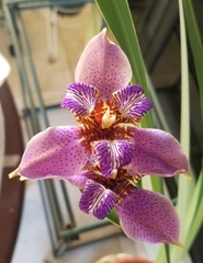 Trimezia coerulea