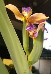 Trimezia coerulea