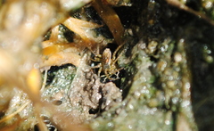 Diapontia uruguayensis